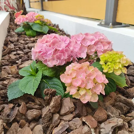 Rozalija House - Pocitniska Hisa Z Vrtom Ob Reki Soci V Solkanu Počitniška hiša Solkan