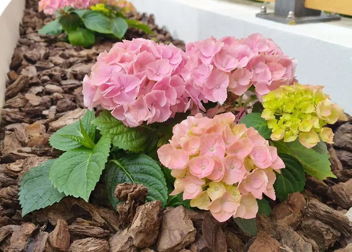 Rozalija House - Pocitniska Hisa Z Vrtom Ob Reki Soci V Solkanu Počitniška hiša Solkan